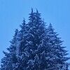 westernhemlock